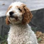 Doodle Puppies That Win Hearts Instantly