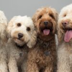 Doodle Puppies That Win Hearts Instantly