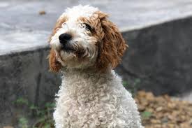 Doodle Puppies That Win Hearts Instantly